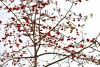 西雙版納熱帶植物園：熱帶植物王國