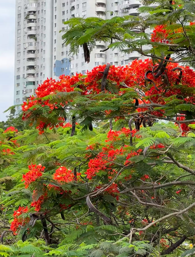深圳都可以睇到咁靚嘅鳳凰花