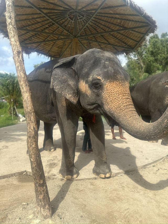 Beautiful Phuket, Paradise On A Budget! You Can Afford To Go Here ❤️ 💰 🏝️ 