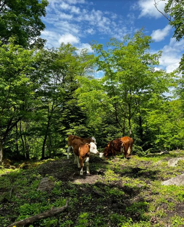 邂逅東土村嘅清涼夏日