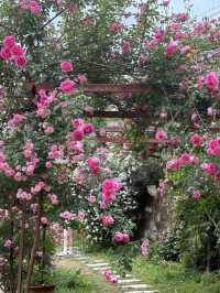 梅州藏住片「月季秘境」，免費打卡現實版莫奈花園