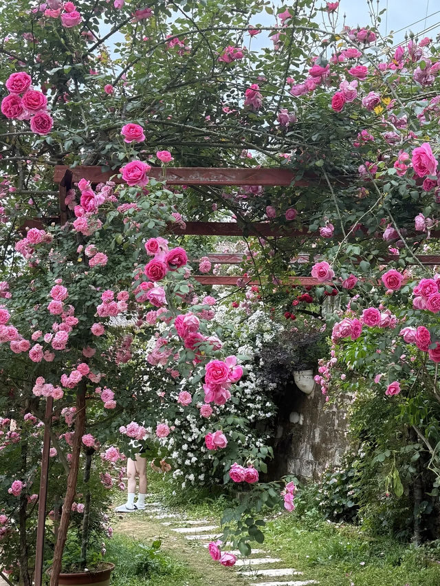 梅州藏住片「月季秘境」，免費打卡現實版莫奈花園