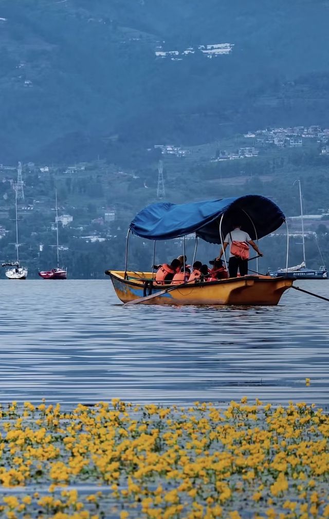 西昌邛海荇菜花觀賞攻略 | 邂逅金色花海