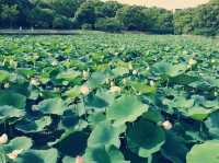 大阪隱世綠洲！市立長居植物園療癒一日遊全記錄】**  