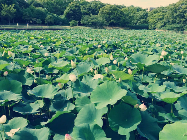 大阪隱世綠洲！市立長居植物園療癒一日遊全記錄】**  
