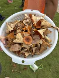 冷門好玩執菌採茶普洱四天三晚親子全攻略