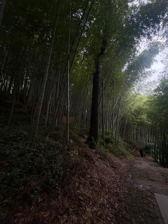 杭州九溪徒步｜喺小溪同茶園治癒系吸氧
