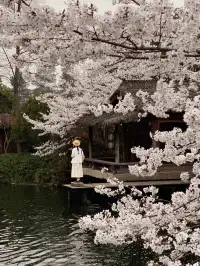 不愧是杭州的next level…夜櫻直接美到封神