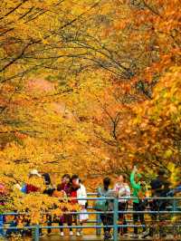 光霧山紅葉期告急