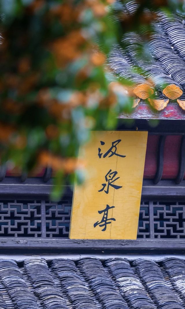 漫步湖大，邂逅金桂之美