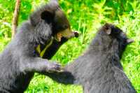 來普洱太陽河森林公園，去動物家裡做客