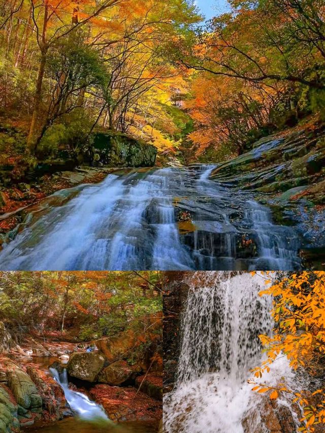 光霧山賞秋指南美到窒息的紅葉天花板在此！