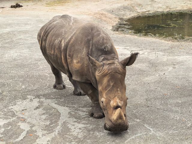 #濟南野生動物世界｜與梅花鹿0距離貼貼攻略 自駕+步行雙體驗！保姆級攻略收好！ 濟南野生動物園