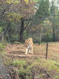 #濟南野生動物世界｜與梅花鹿0距離貼貼攻略 自駕+步行雙體驗！保姆級攻略收好！ 濟南野生動物園