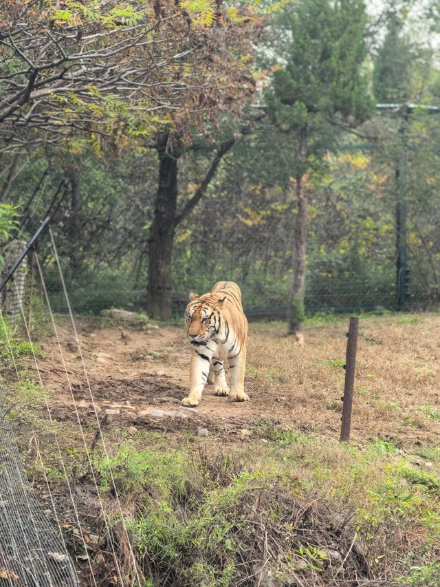 #濟南野生動物世界｜與梅花鹿0距離貼貼攻略 自駕+步行雙體驗！保姆級攻略收好！ 濟南野生動物園
