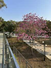 🌿 蓮花山公園 × 深業上城 × 筆架山｜搭捷運就能抵達的城市綠洲