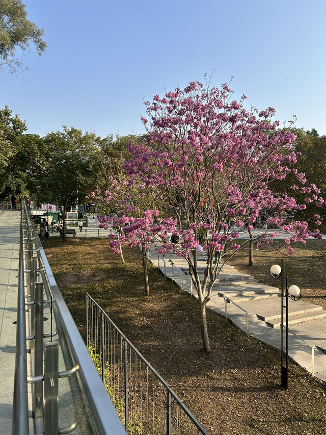 🌿 蓮花山公園 × 深業上城 × 筆架山｜搭捷運就能抵達的城市綠洲