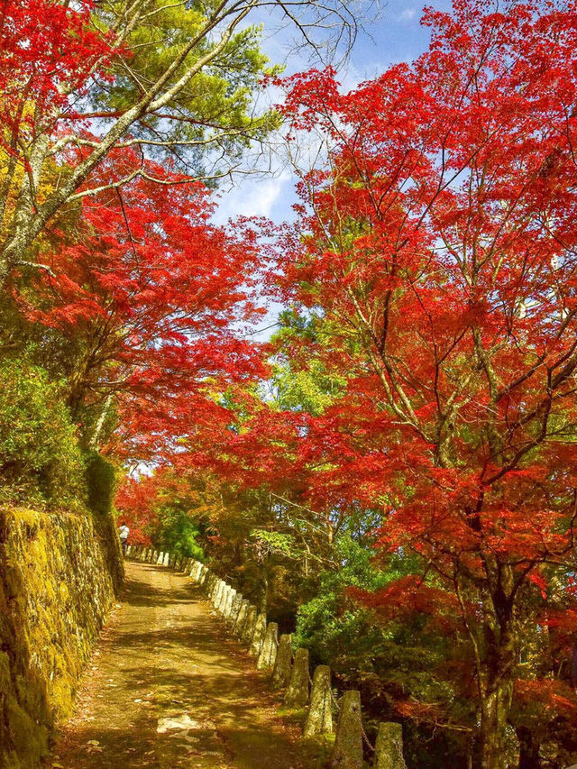 日本紅葉季，京都去了十幾次，但最愛奈良。