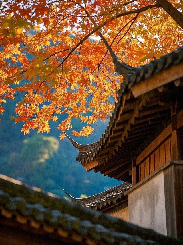 墜入秋天的童話天台山秋日漫遊指南