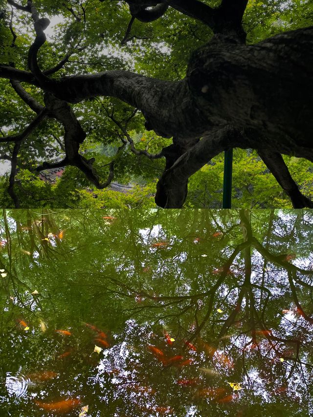 杭州桂花初綻！這條賞桂徒步線要擠爆？避峰攻略收好