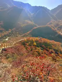 北京最美秋天在這！免費紅葉步道美到窒息