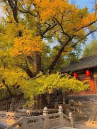 金秋晉祠銀杏絕美