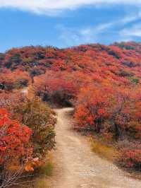 河南隱藏的秋日仙境:禹州鳩山紅葉谷
