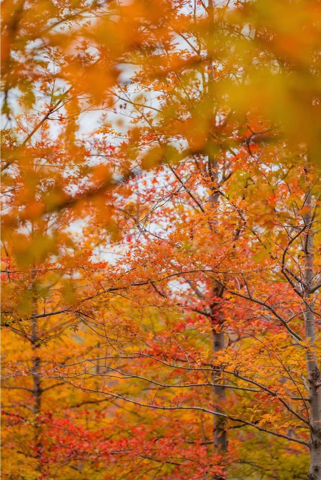 東安湖公園這一處彩林秘境，真的太讓人驚喜了