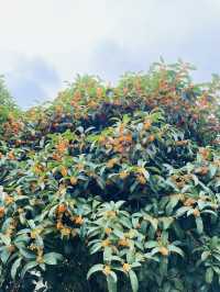 賞桂花雨的小眾去處,人少、安靜、景美!