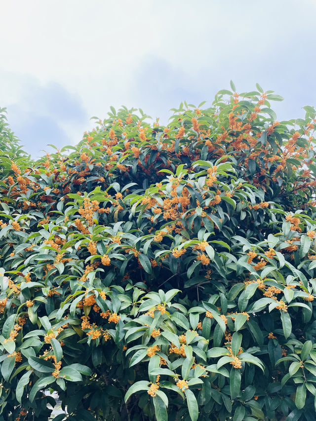 賞桂花雨的小眾去處,人少、安靜、景美! 賞桂花雨的小眾去處,人少、安靜、景美!