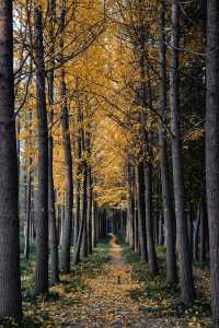洛陽秋天所有的顏色都藏在隋唐植物園裡