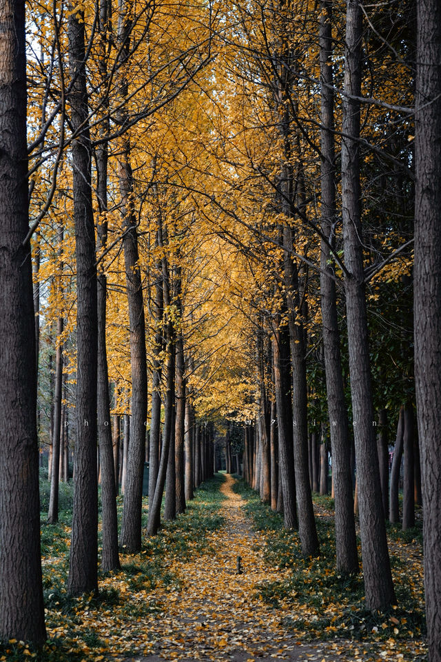 洛陽秋天所有的顏色都藏在隋唐植物園裡
