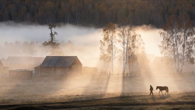 秋日白樺林漫步指南