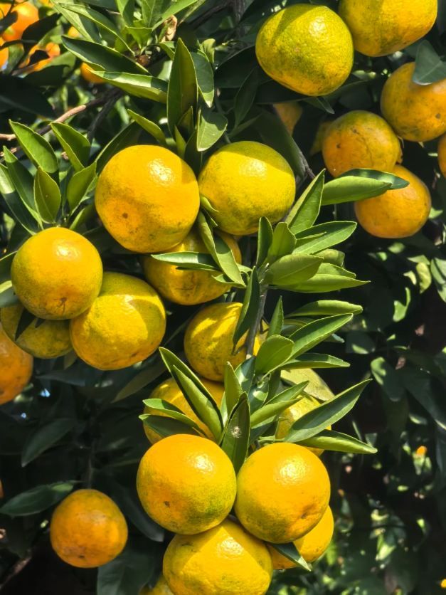 後悔沒早來！嘉興南北湖黃沙坞實現橘子自由