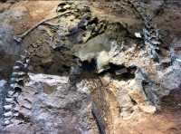 所謂「北有兵馬俑,南有恐龍谷」楚雄世界恐龍谷全攻略