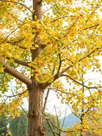 別再擠古鎮啦！600米高空發現「江南喀納斯」