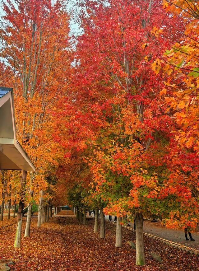 張家樓「楓」景獨好|附賞秋攻略 張家樓「楓」景獨好|附賞秋攻略
