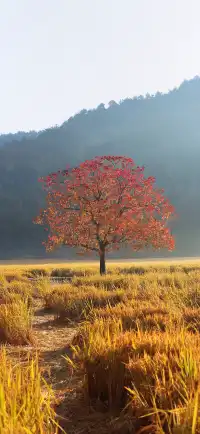 杭州出發|第 站黃山腳下週末兩日賞秋景