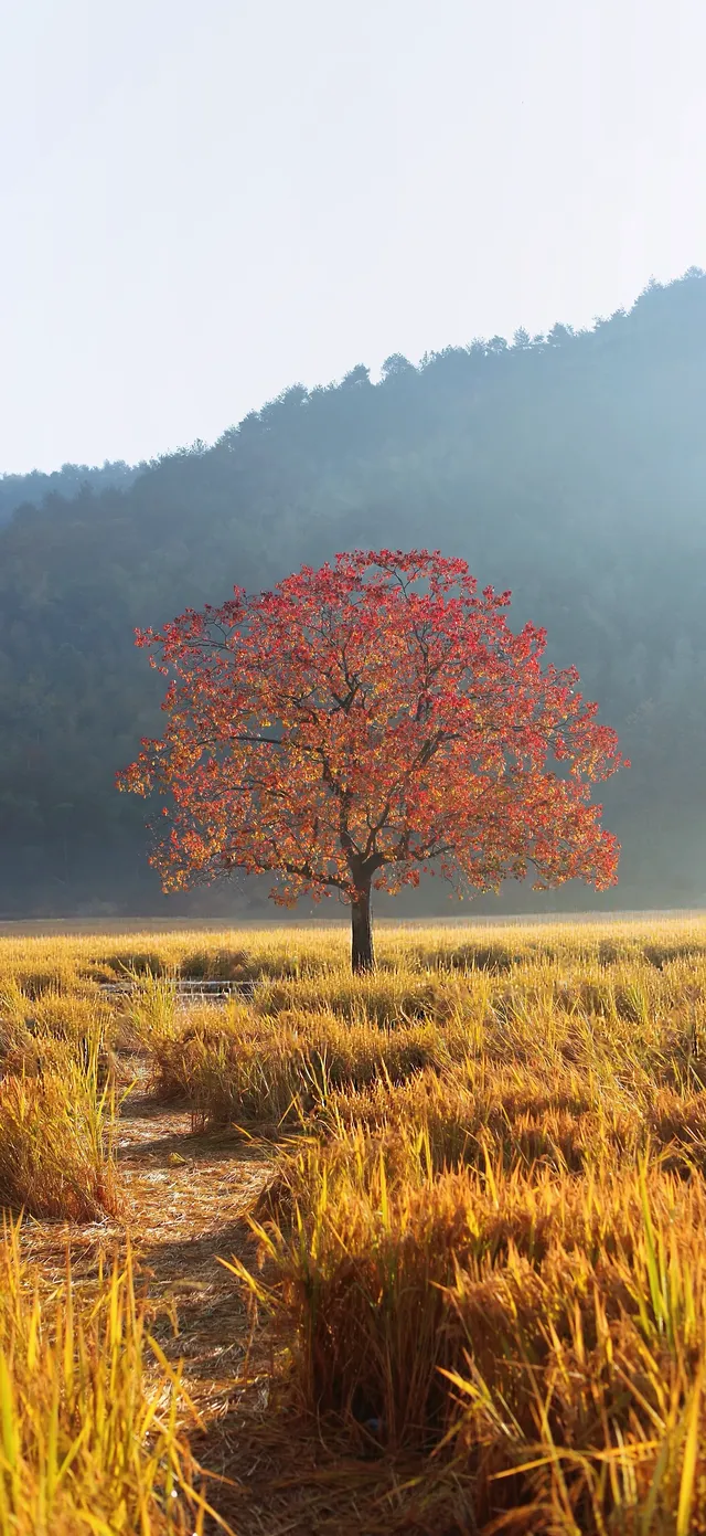 杭州出發|第 站黃山腳下週末兩日賞秋景 杭州出發|第 站黃山腳下週末兩日賞秋景