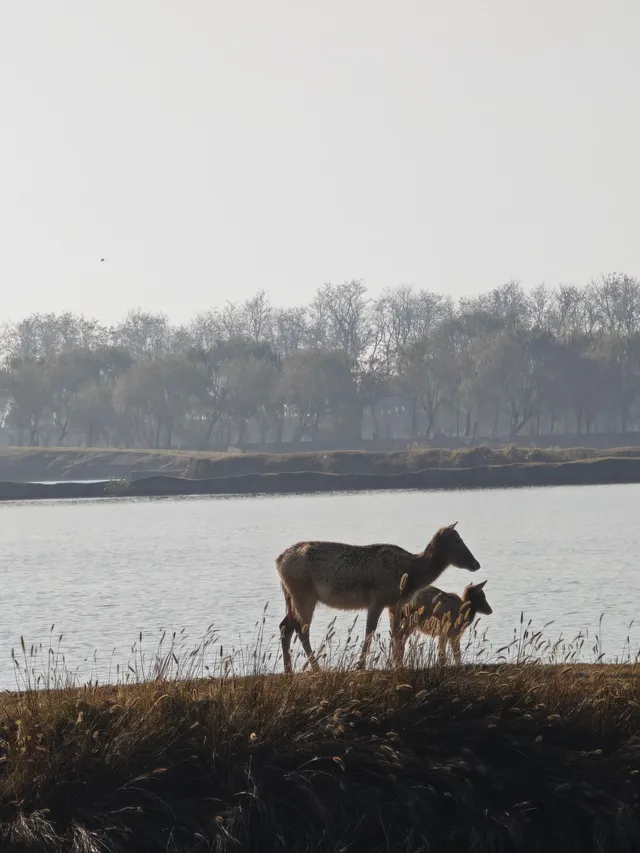 鹽城｜江蘇肯尼亞名不虛傳