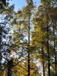 闖入普洱秘境被這片鋪天蓋地的藍治癒了