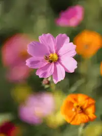 上海出發1h 淀山湖落日花海保姆級攻略