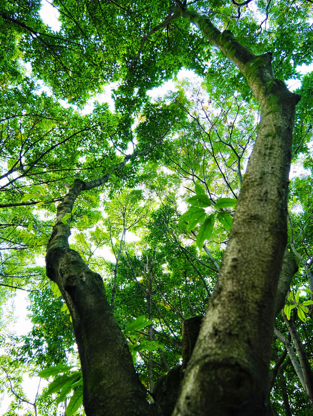 成都市區免費公園 | 升仙湖Citywalk