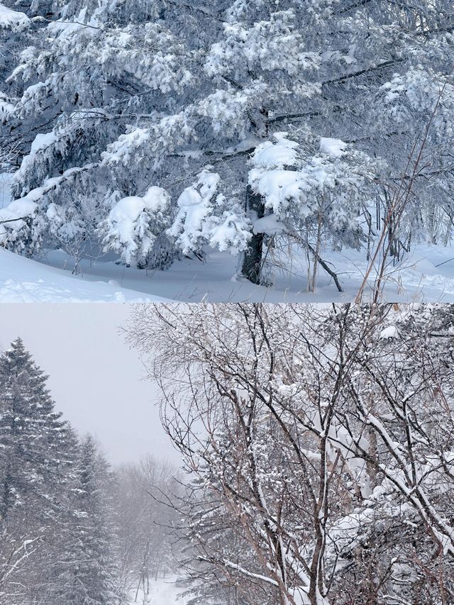 一場說走就走的雪嶺朝聖誰不愛這片北國雪鄉! 一場說走就走的雪嶺朝聖誰不愛這片北國雪鄉!