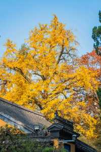 常熟｜興福禪寺紅楓，才是江南秋色的天花板！