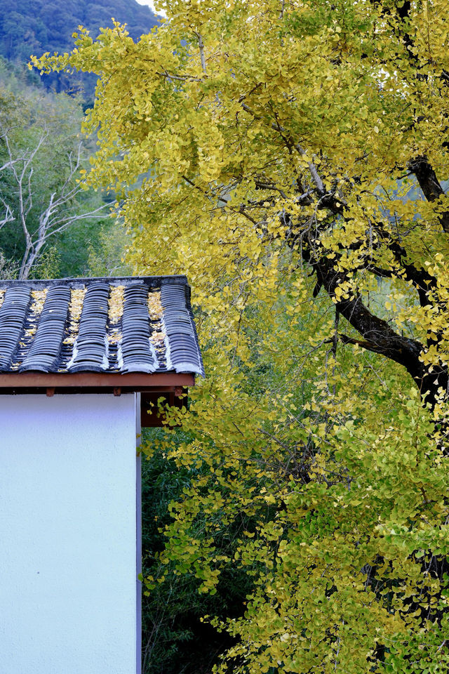 最美銀杏古村拍大片 最美銀杏古村拍大片