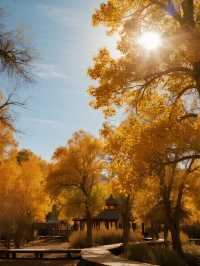 金塔胡楊林親子行|帶娃解鎖秋日胡楊秘境