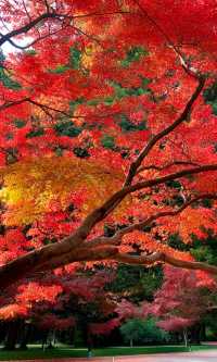 嶽麓山懶人一日遊攻略（超詳細版）