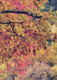 秋日童話九寨溝