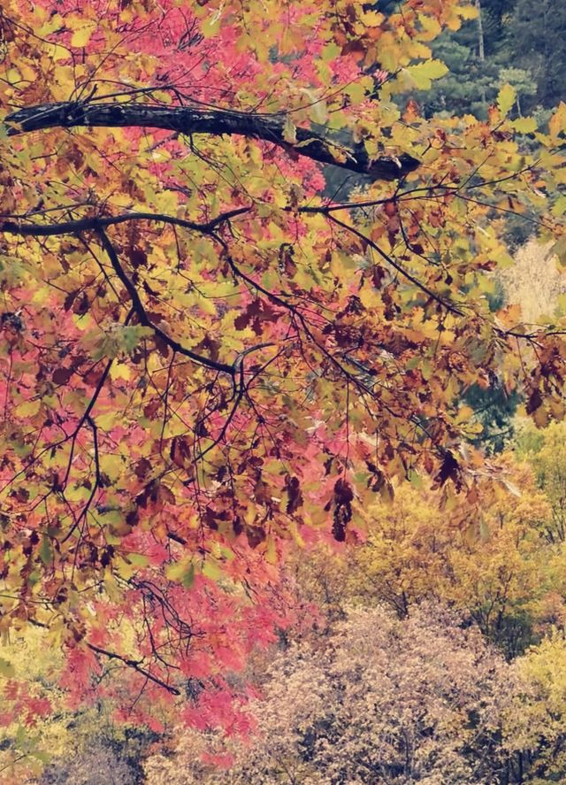 秋日童話九寨溝